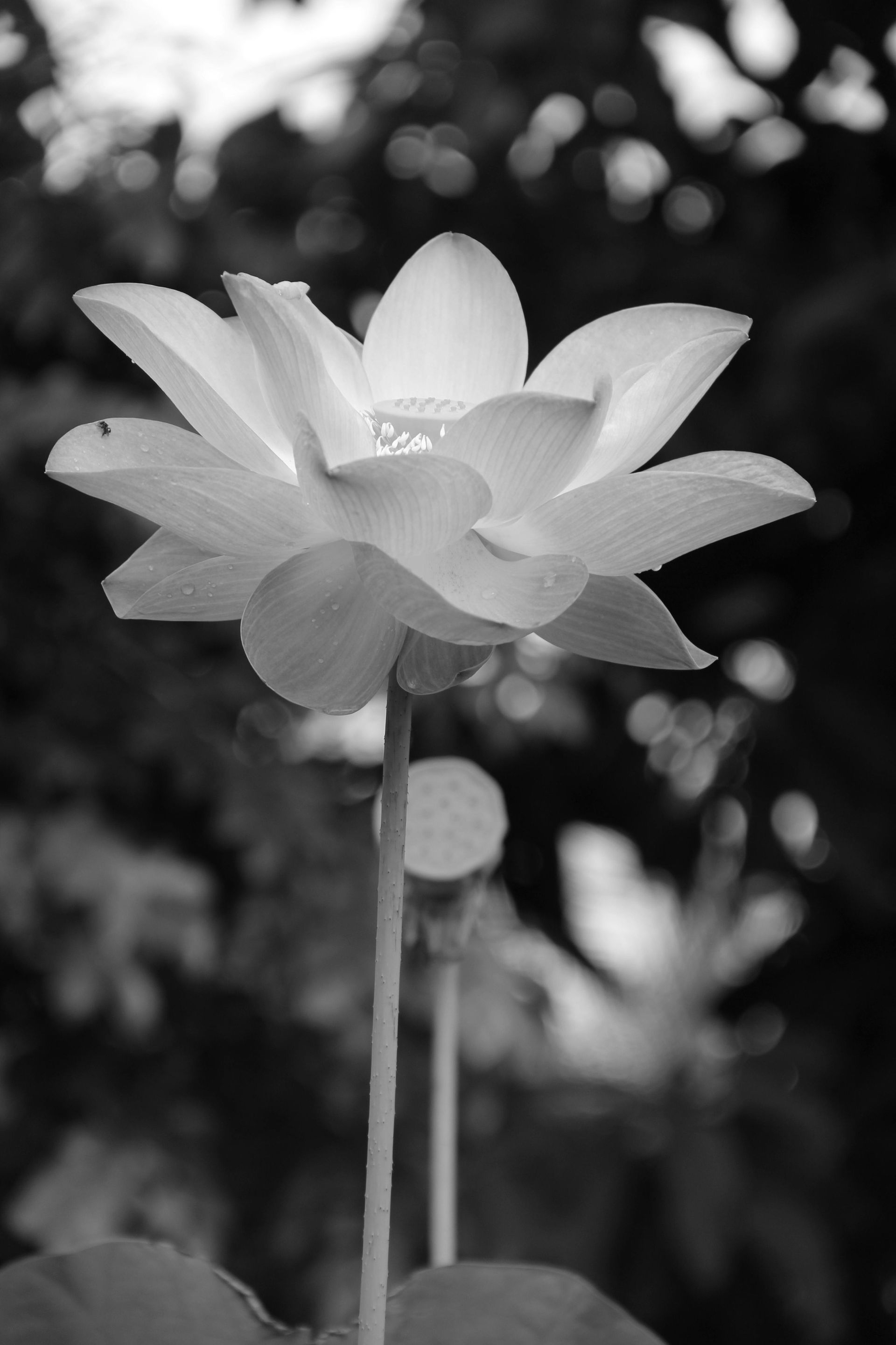 Flor de loto en blanco y negro en plena floración con un fondo borroso de follaje.
