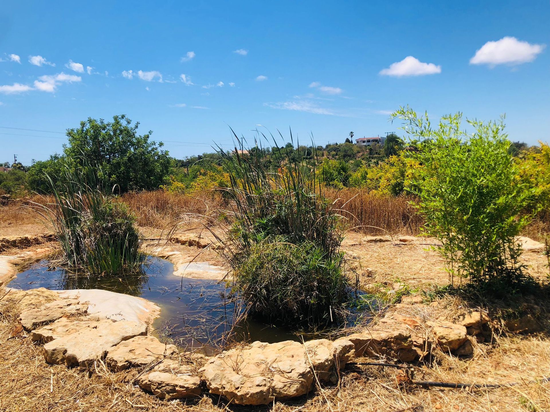 Small pond with plants, surrounded by dry grass, under a blue sky.