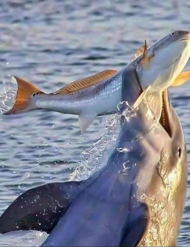 Dolphin leaping from water, mouth open, capturing a redfish. Blue water and sky.