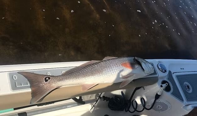Redfish on boat; gray fish with red spot near tail, lying on a white console.