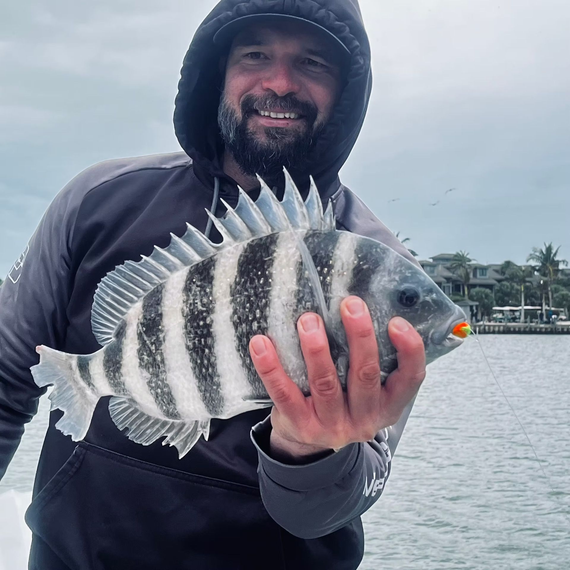 Man holding a striped sheepshead fish with a coastal backdrop.