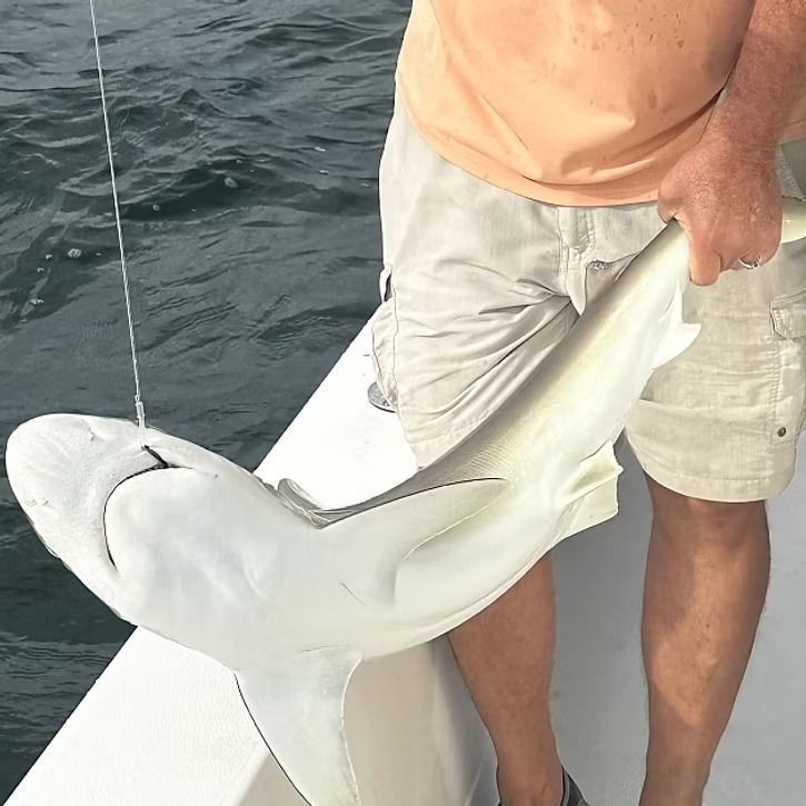Man holding a small, light-colored shark on a boat.