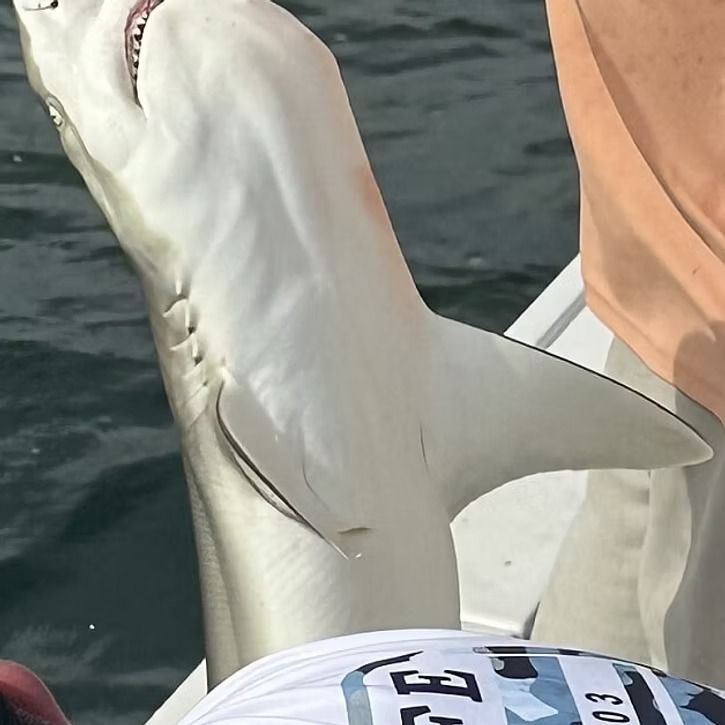 Shark with open mouth on a boat; grey and white coloring, water in background.