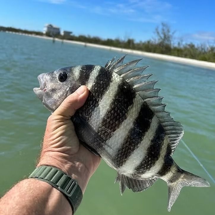 Hand holding a striped sheepshead fish, near a beach with buildings in the background.