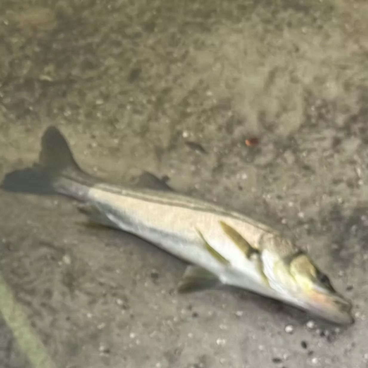 Snook fish lying on the sandy bottom, pale with dark tail and a lateral line.