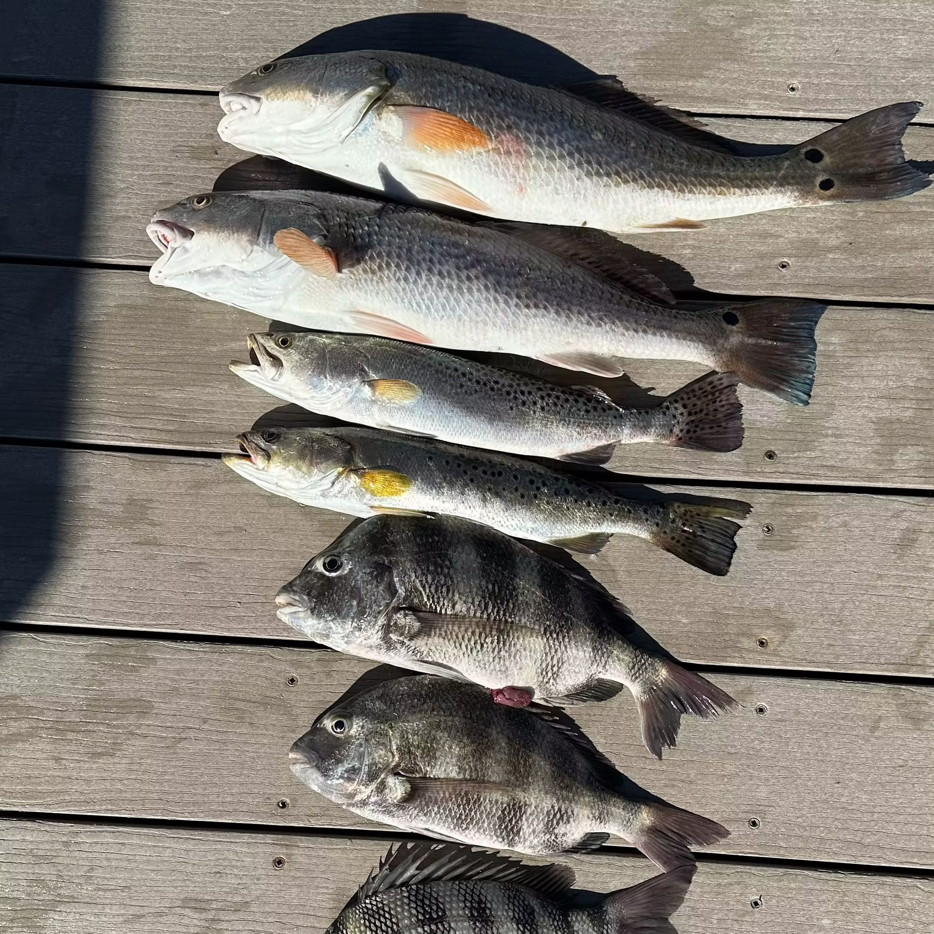 Seven saltwater fish arranged on a wooden dock, including redfish and black drum.