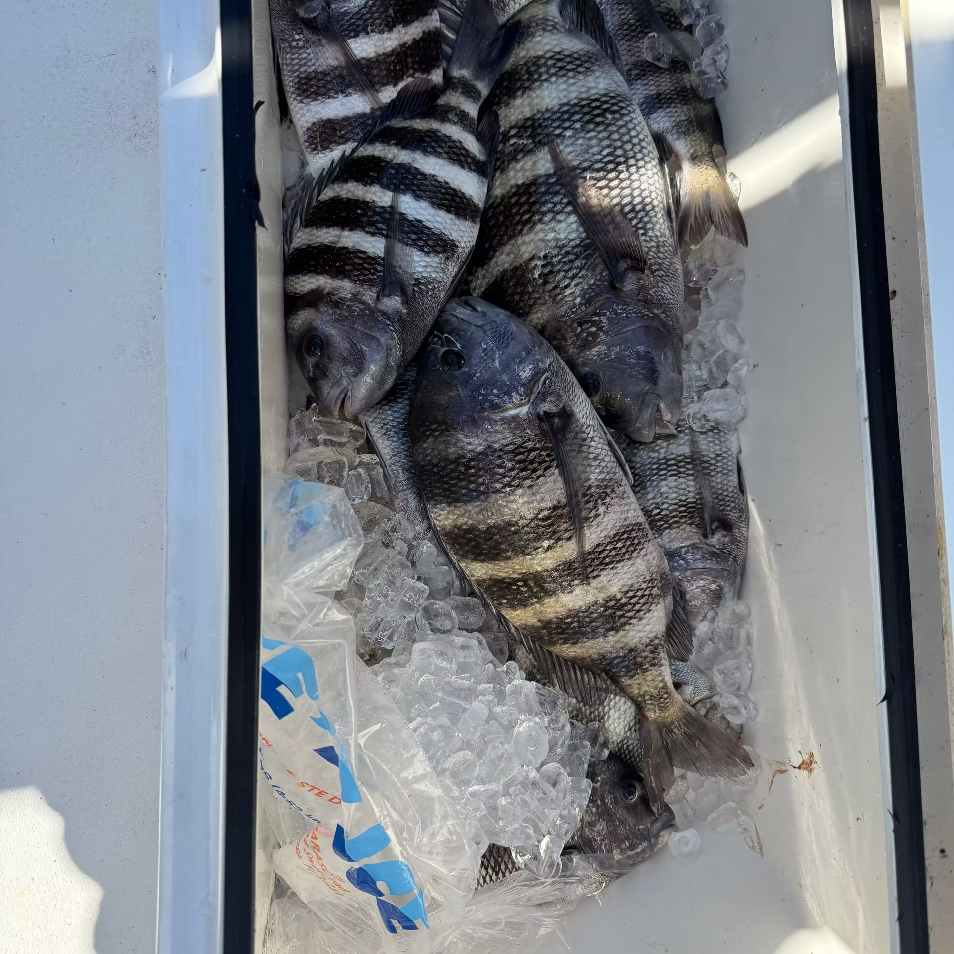 Black and white striped sheepshead fish on ice in a white cooler.