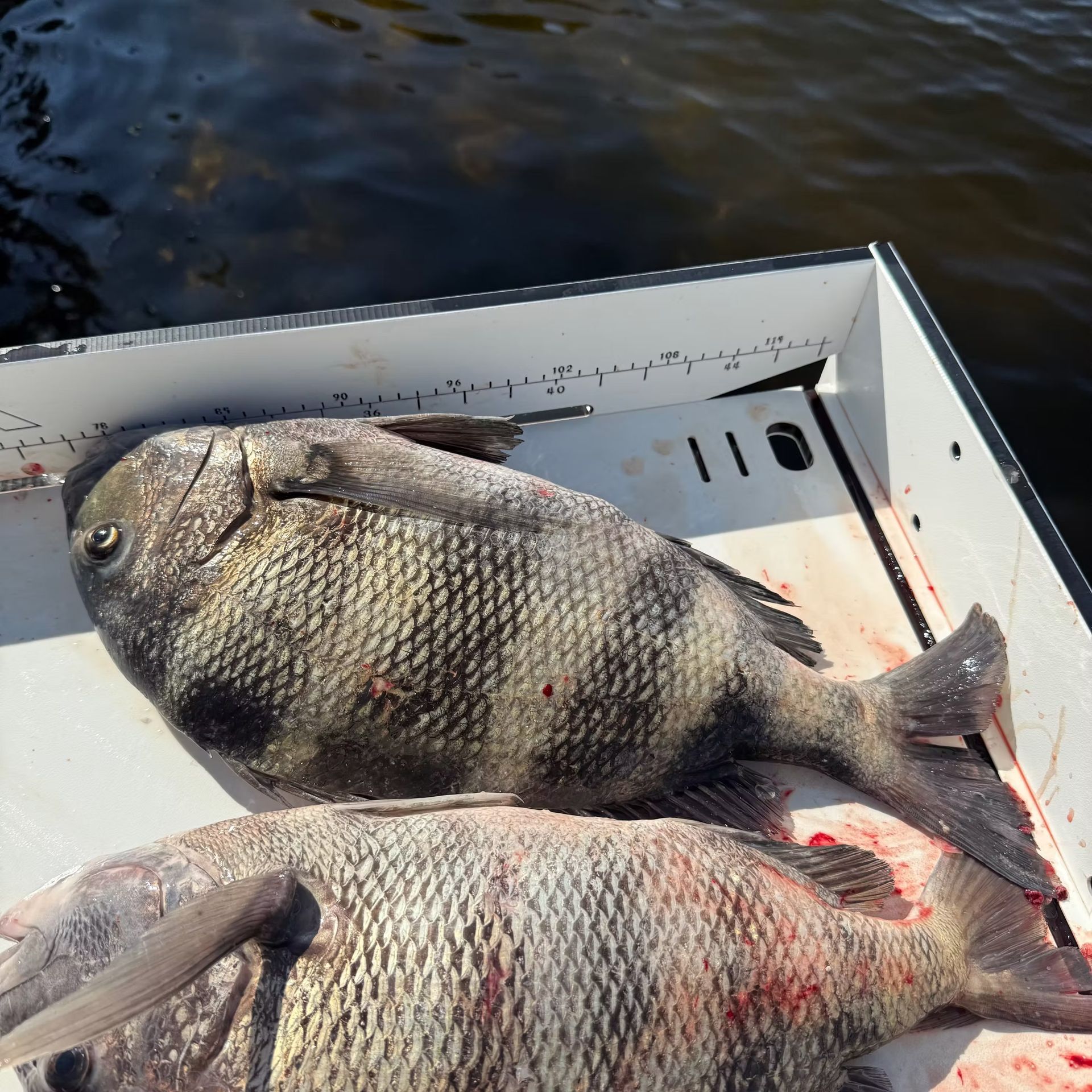 Two black drum fish in a white measuring tray on a boat, caught by a fisherman.