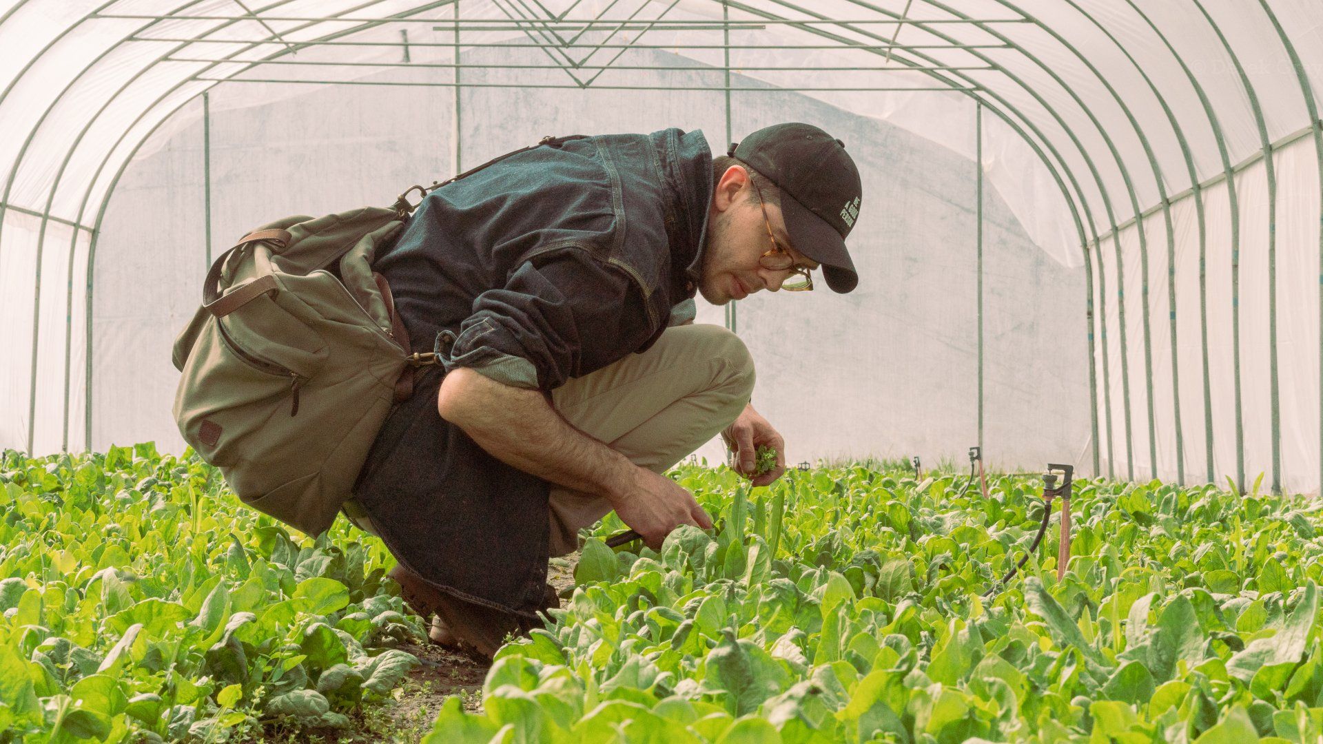 Man in greenhouse