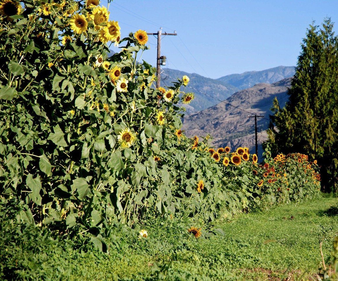 Sunflowers planted at Klippers Organic Acres