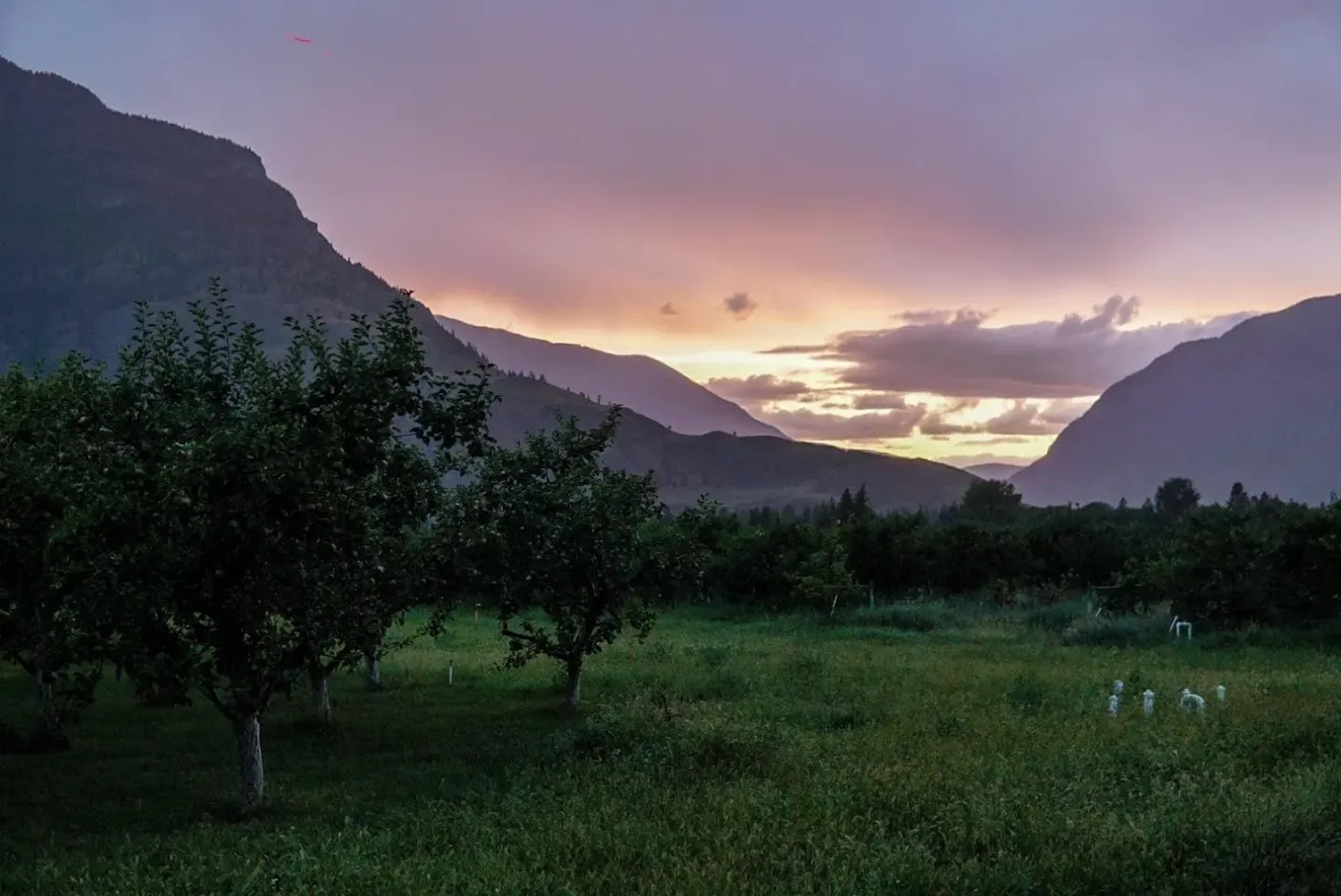 Apple orchard with grass at Klippers Organic Acres