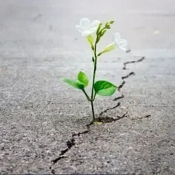 life coach dr dream builder  Life Mastery Consultant, a Brave Thinking Institute, Harriet Schor 