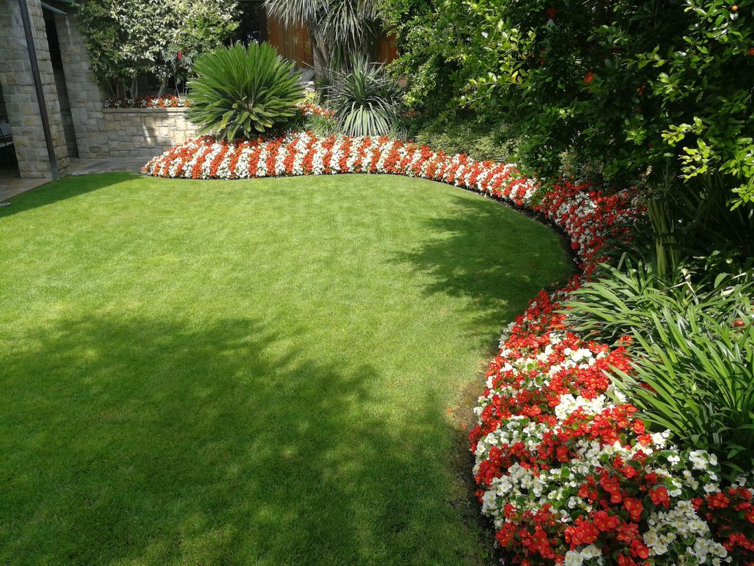 Prato verde con aiuole curve di fiori rossi e bianchi.