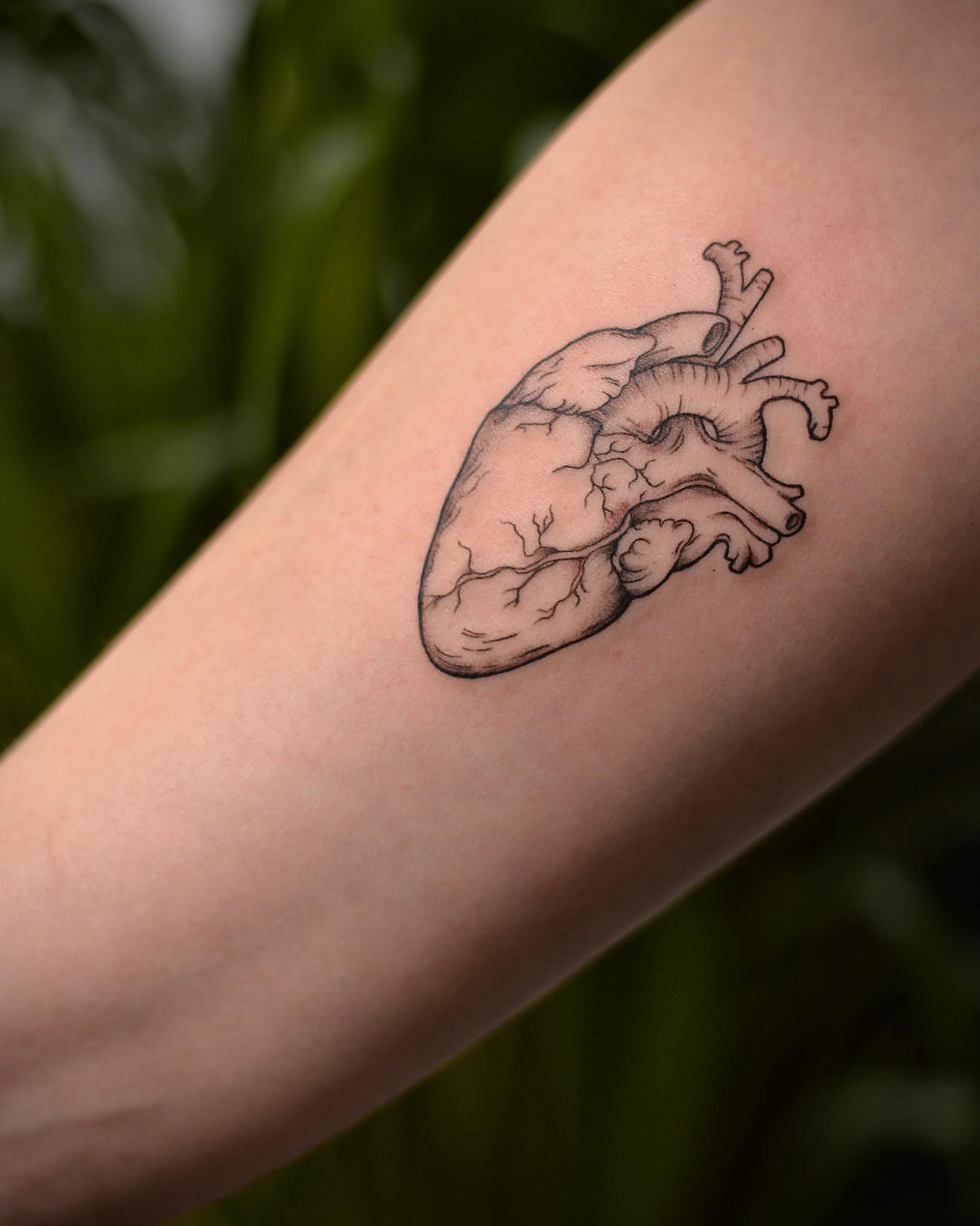 Anatomical Heart Tattoo by Anastasiya at Silver Ghost Tattoo in Edmonton Alberta Canada