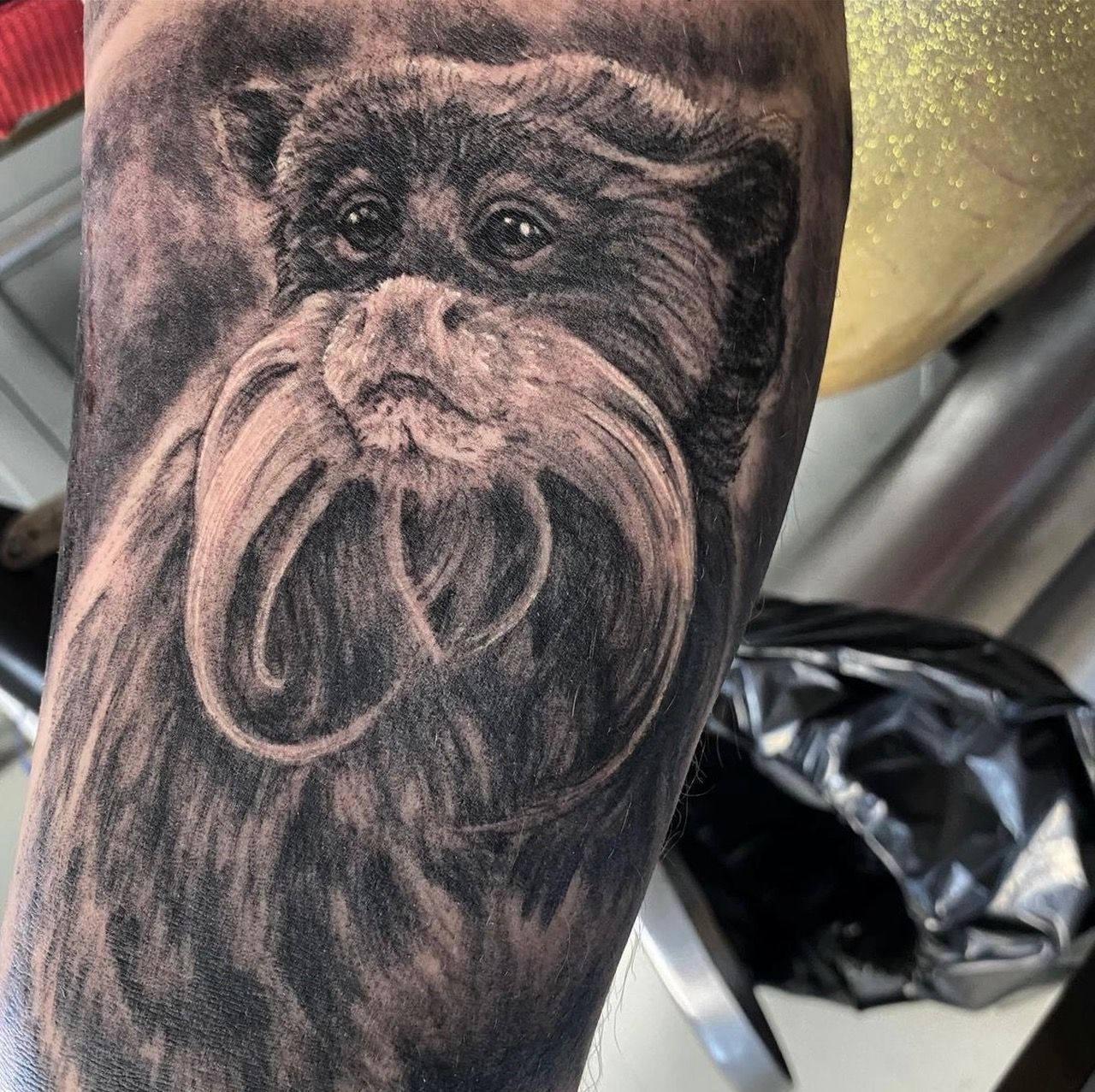 Tamarin Monkey Tattoo by Steve Hayes at Black Gold Tattoo Co in Edmonton Alberta Canada