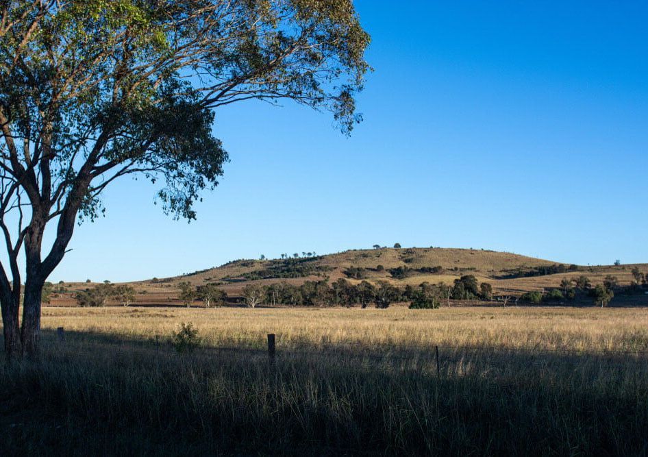 A Tree In The Middle Of A Field With A Mountain In The Background — John Stark Fencing In Woombye, QLD
