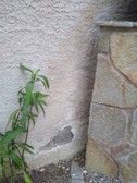 Plant growing near a textured stucco wall with a stone pillar.