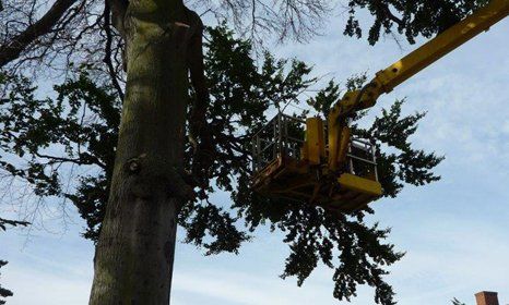 A tree surgeon