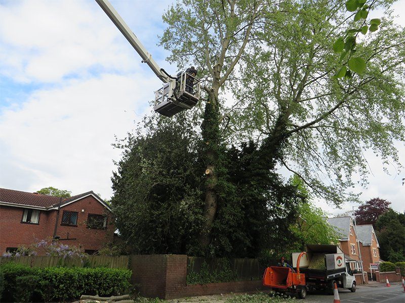 tree surgery and heavy plant machinery