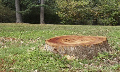 completely chopped tree