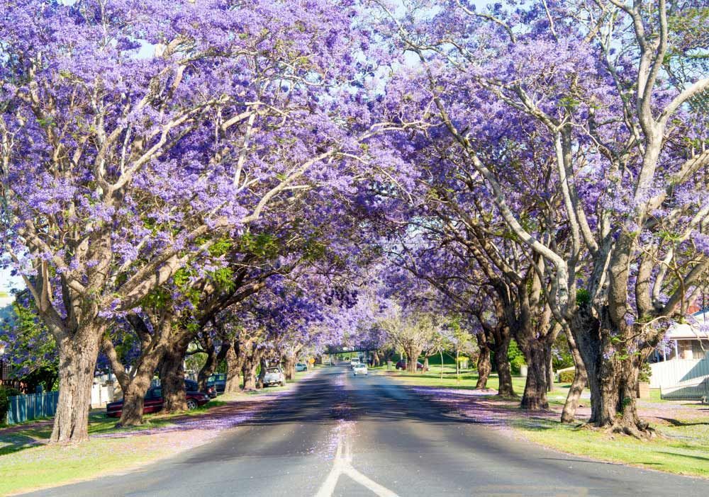 A Road With Purple Flowers On The Side Of It — Affordable Carpets Woolgoolga In Grafton, NSW