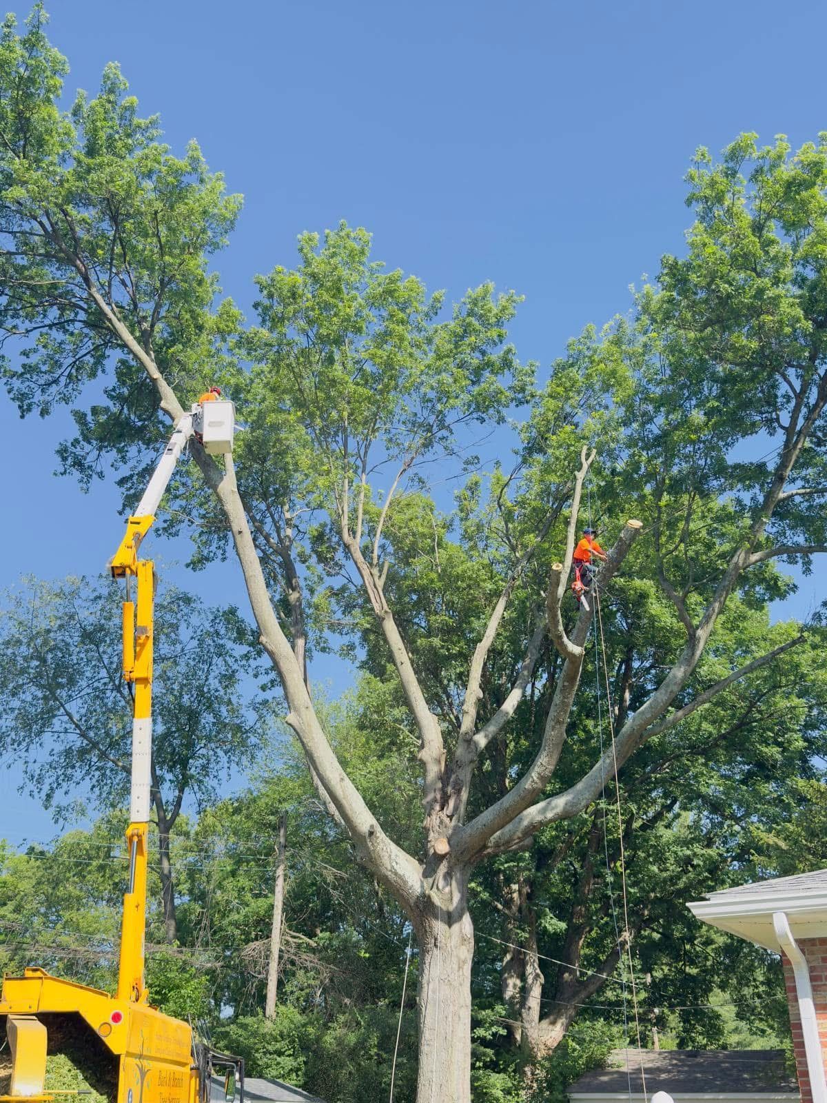 Tree Trimming in Louisville, KY