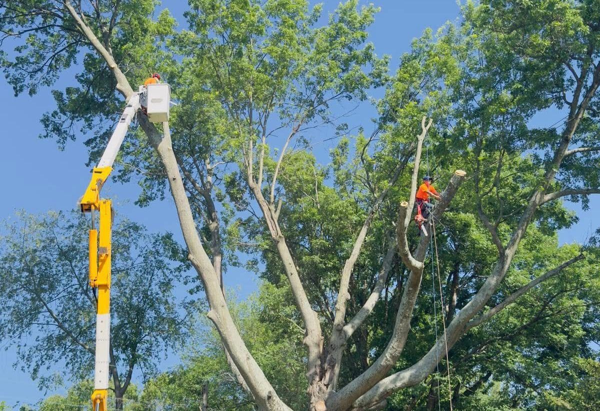 Tree Trimming in Louisville, KY