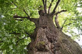 looking up at a large bass tree with lots of branches and leaves .