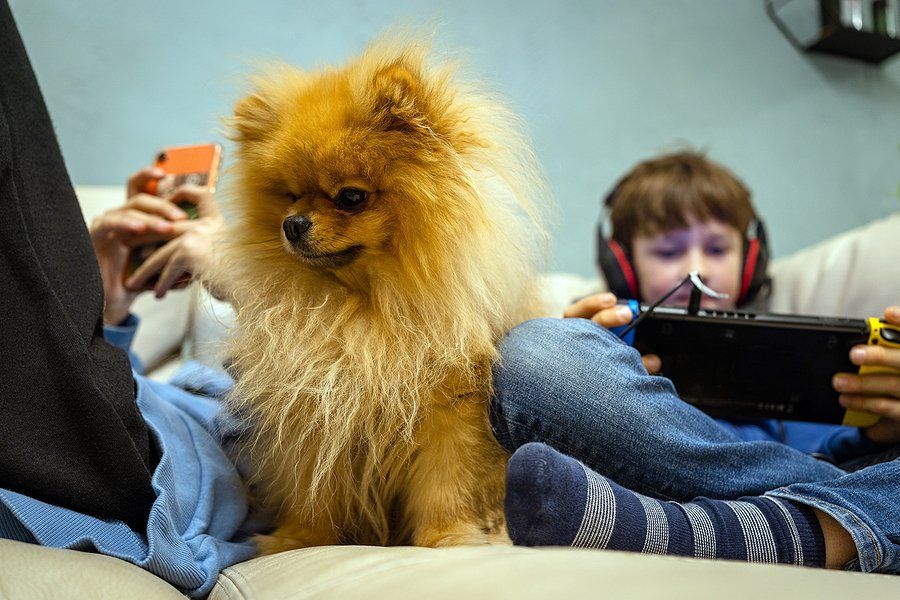 A pomeranian dog is sitting on a couch next to a boy playing a video game.