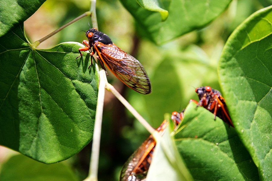 Two cicadas are sitting on a green leaf.