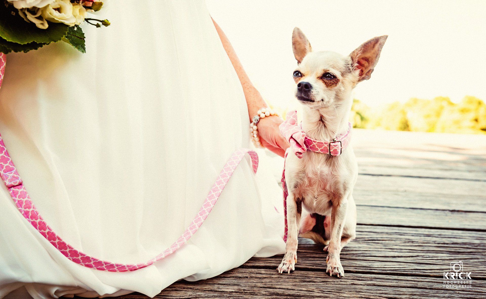 Ein kleiner Hund sitzt neben einer Braut im Brautkleid.