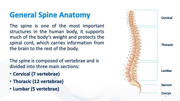 general-spine-anatomy-slide