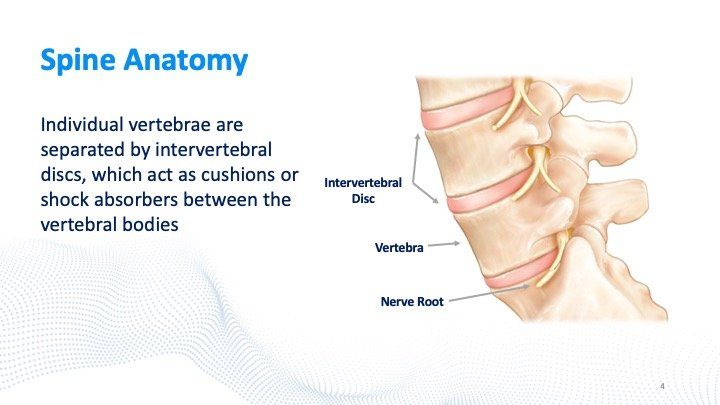 spine-anatomy-slide