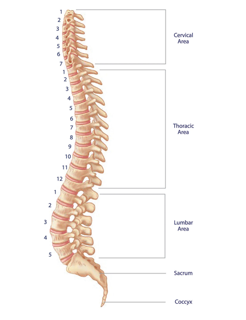 anatomy-of-the-spine-diagram