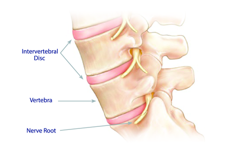 closeup illustration of spine vertebrae and discs