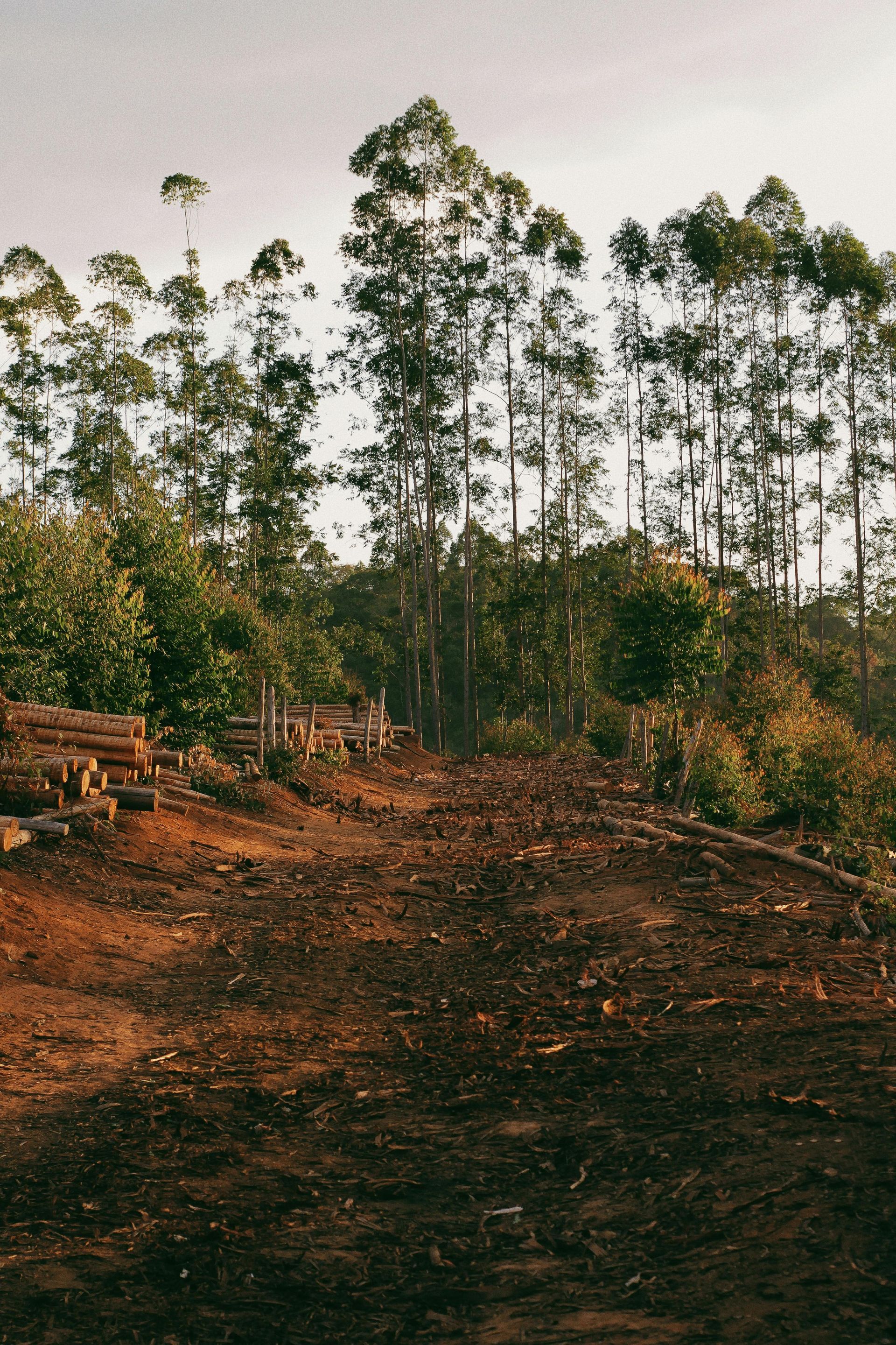 A dirt road in the middle of a forest with trees in the background.