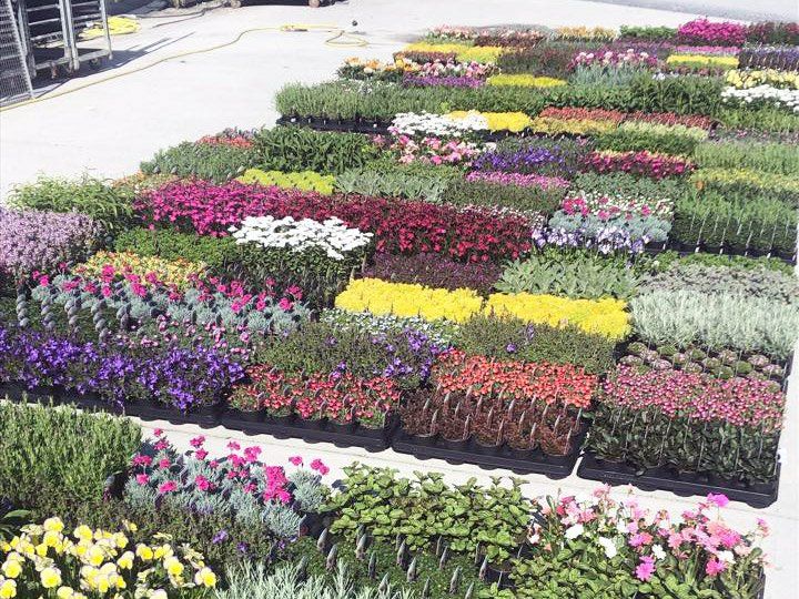 Easter Island Garden Centre - flowers