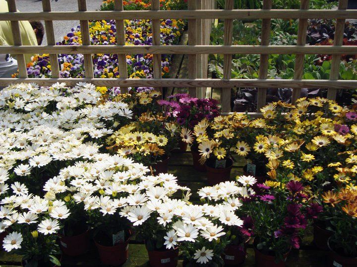 Easter Island Garden Centre - outdoor flower selection