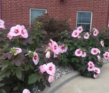 A bush with pink flowers in front of a brick building