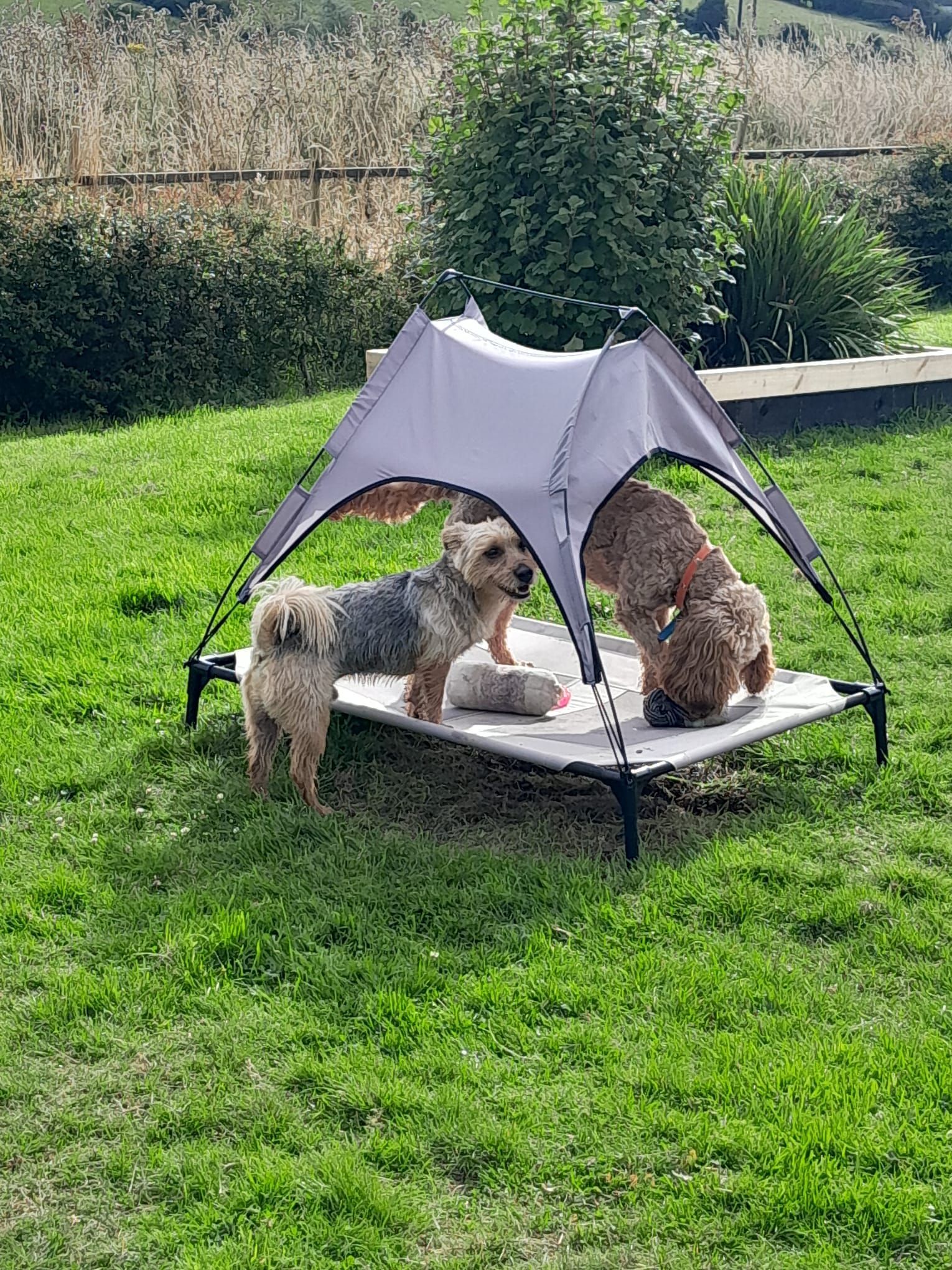 Let your fury friends have fun while you are away for the day. Great way to socialize and use their energy