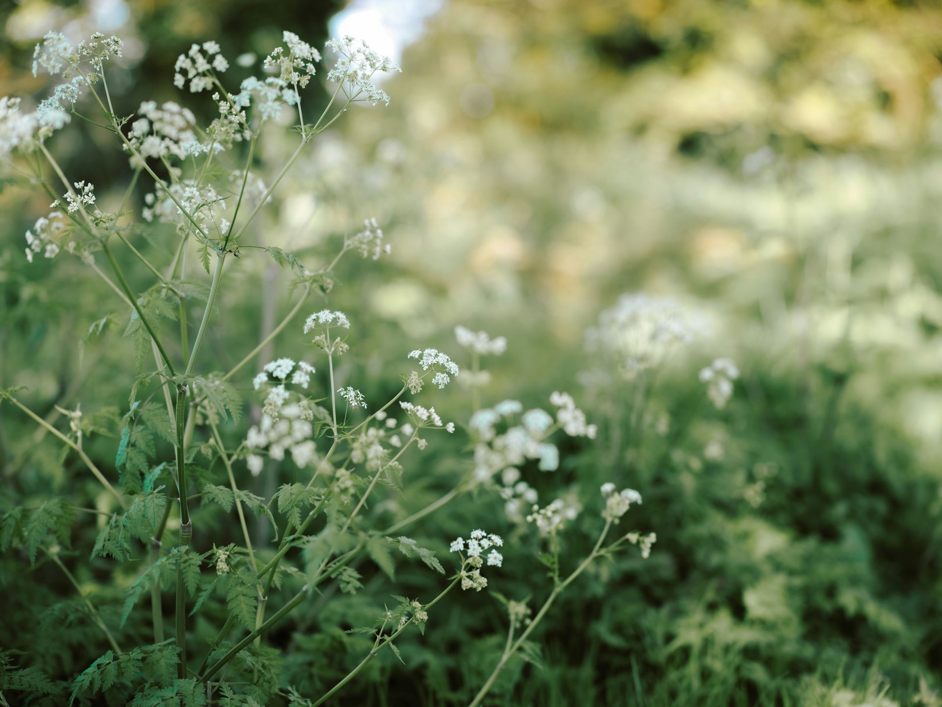 White wildflowers with delicate blooms in a field, set against a blurred green background.