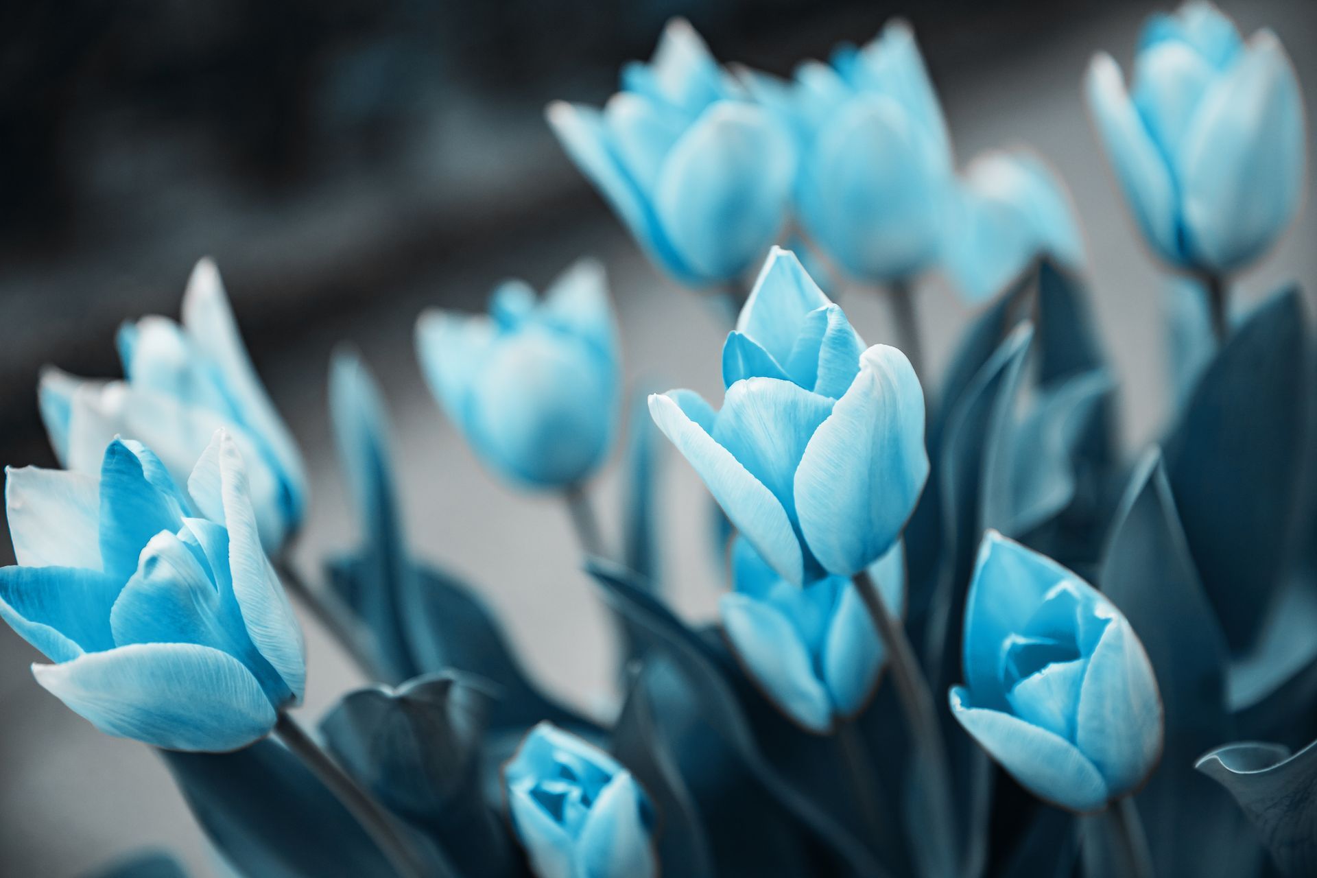 Blue tulips, close-up, with green leaves, outdoors.
