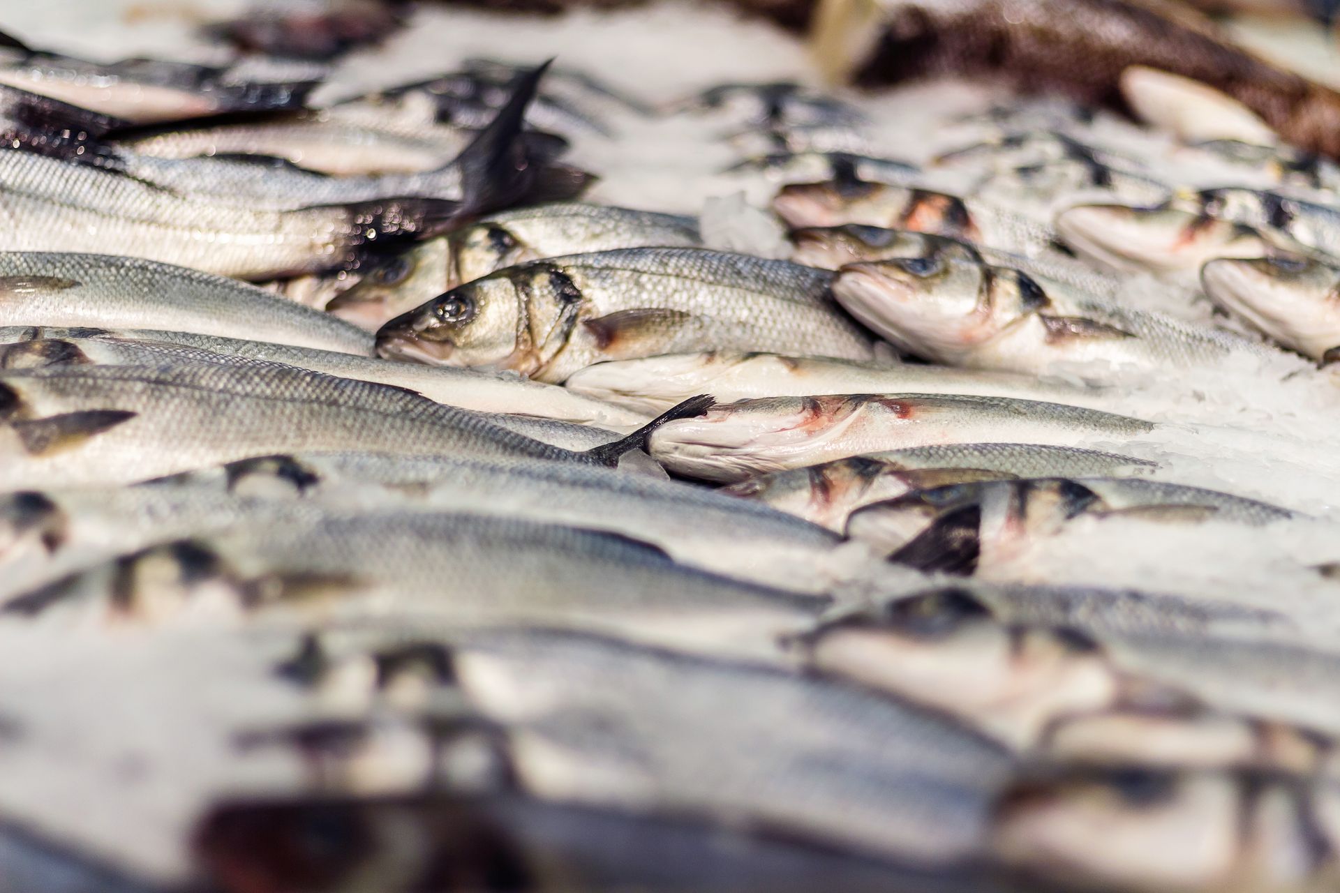 Pescatori che selezionano il pescato