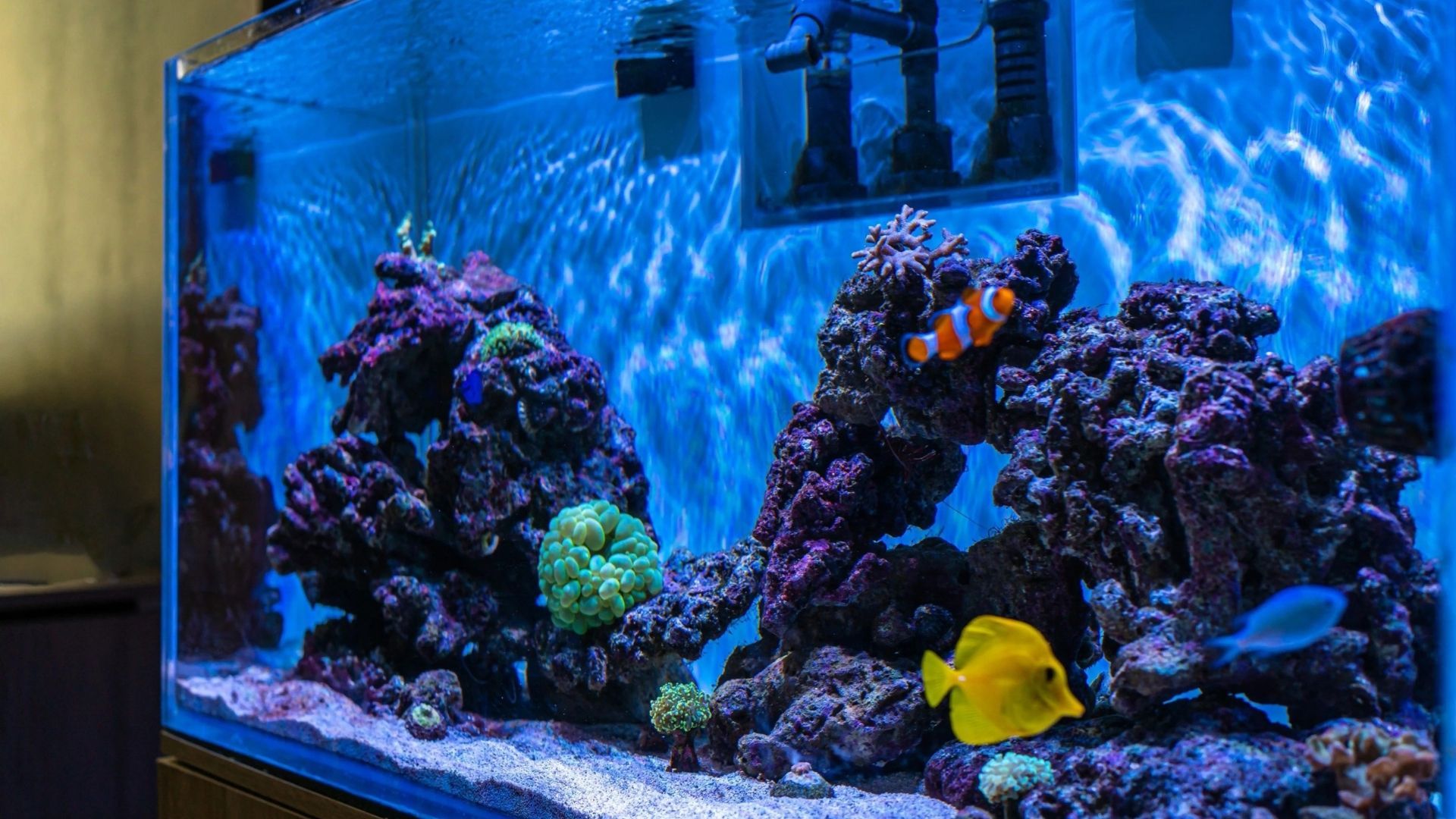 Whether you're buying or manufacturing an aquarium, you need to ensure this!