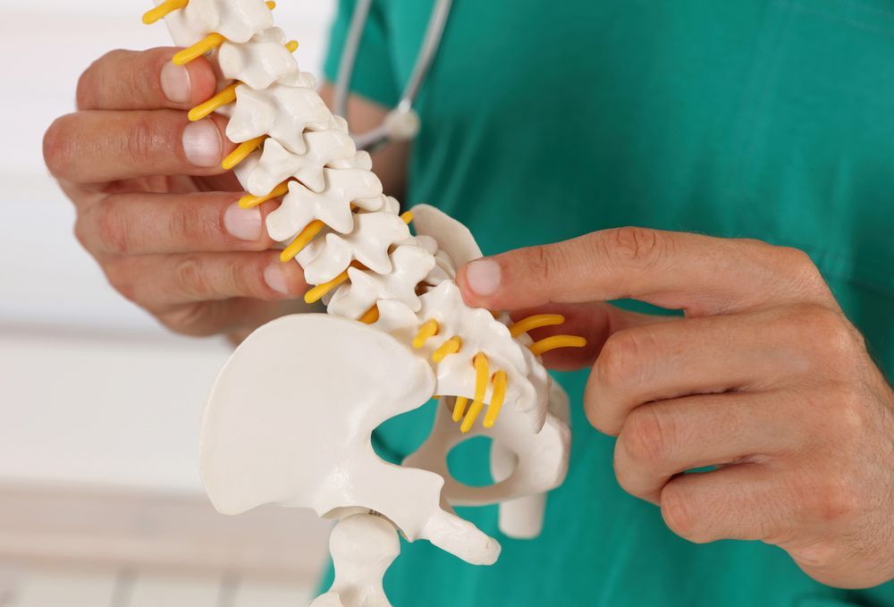 A Doctor Is Holding A Model Of A Spine And Pointing At It — Caves Coastal Physiotherapy in Doyalson, NSW