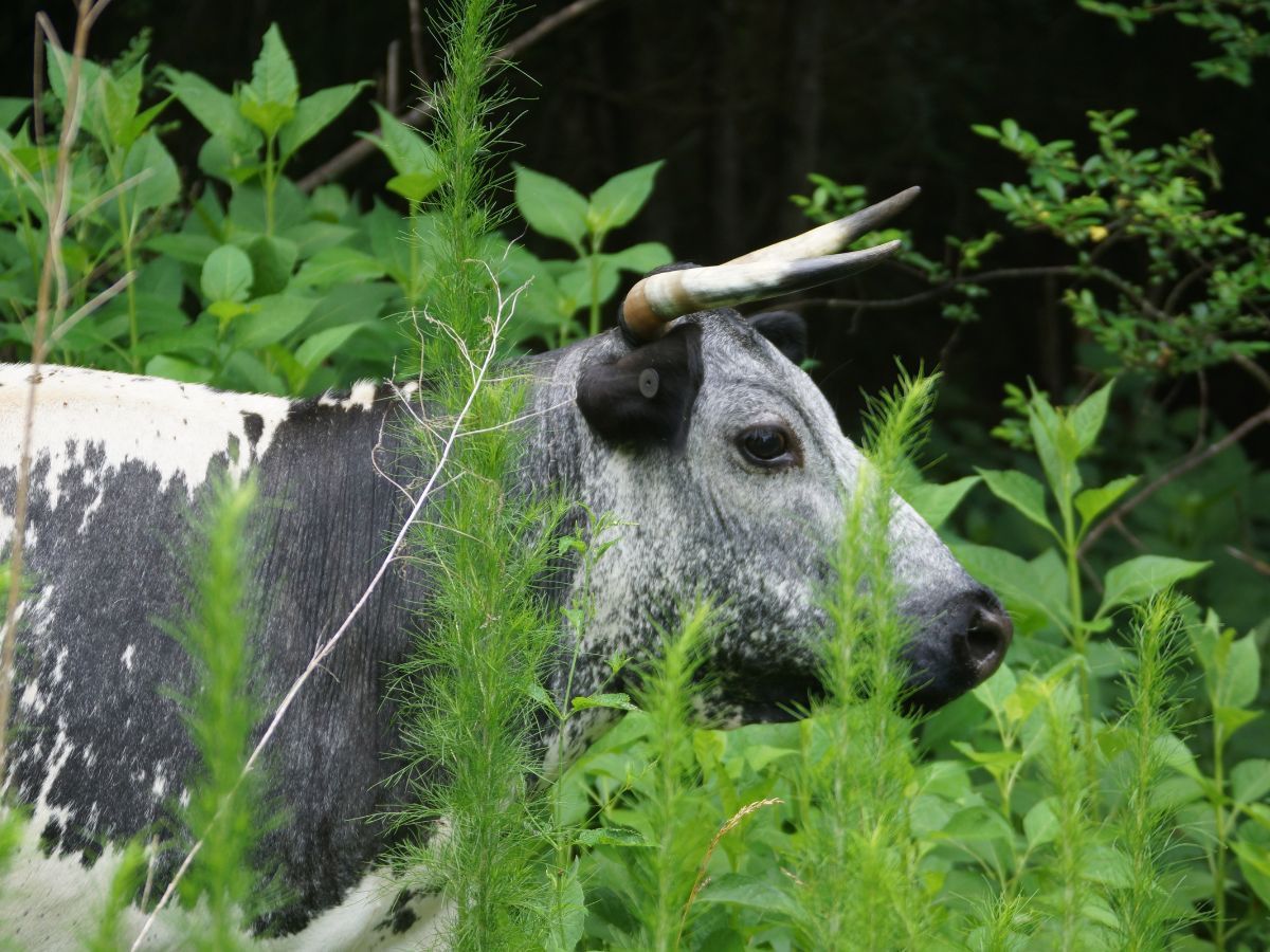 A cow standing in tall grass.