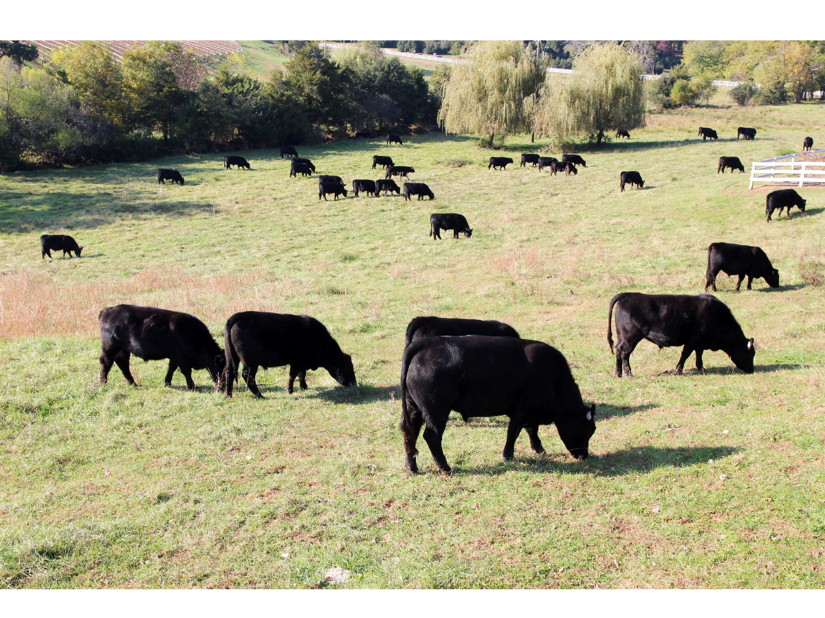 A pasture full of grass fed cattle