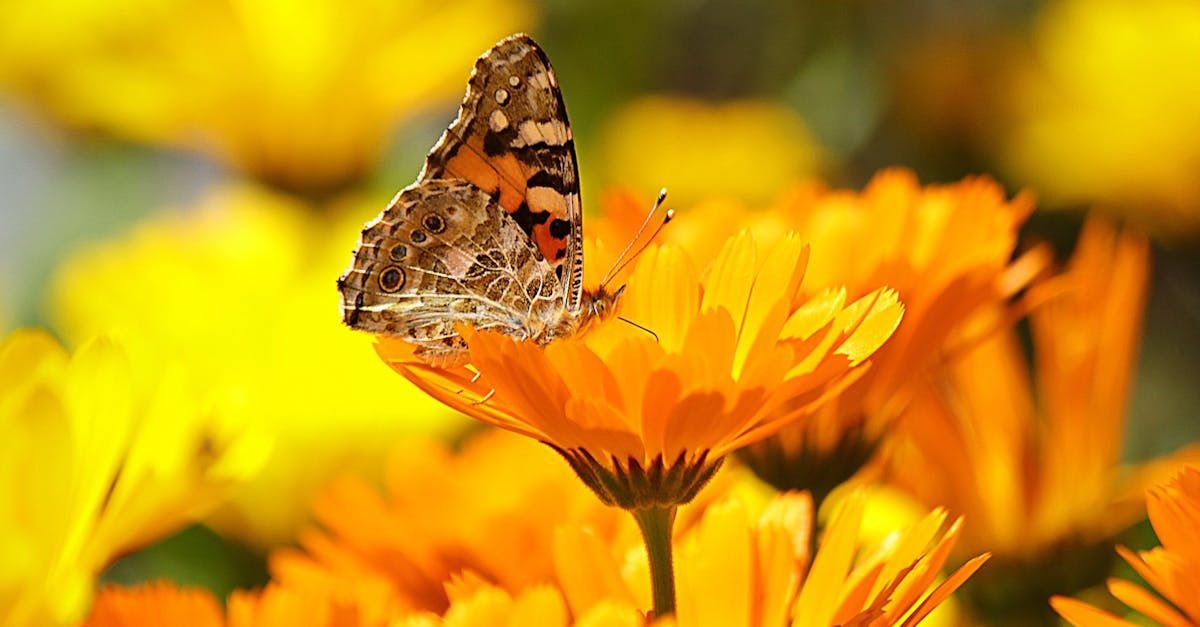 Allow Nourishment / A butterfly is sitting on top of a calendula flower.