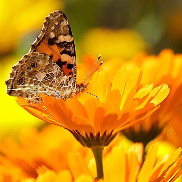 Allow Nourishment / A butterfly is perched on a calendula flower