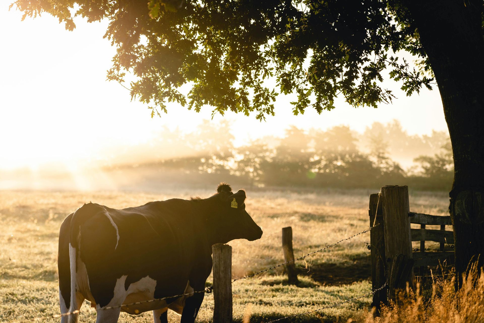 A cow is standing next to a fence in a field.